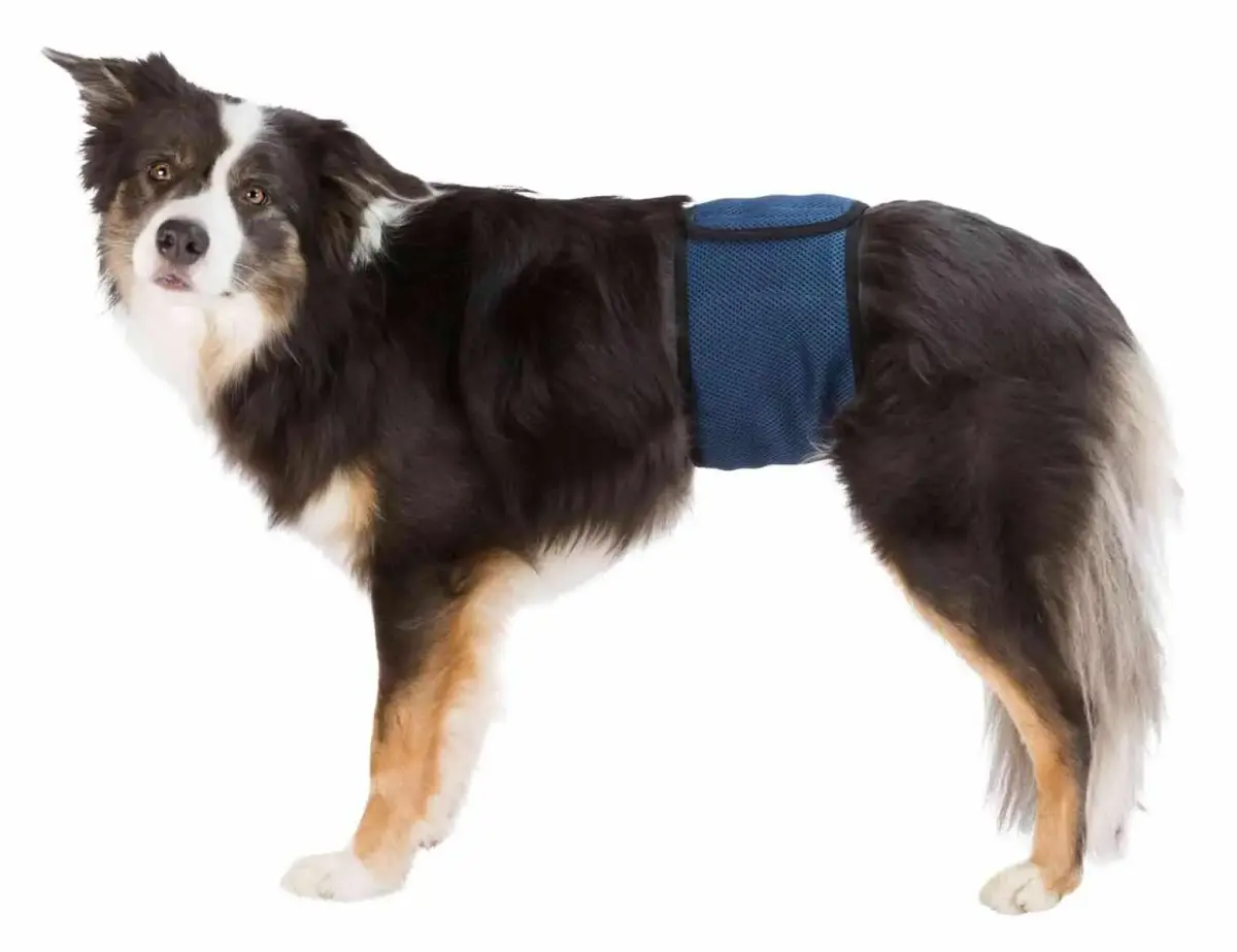 Autiņbiksītes suņiem : Trixie Diapers for
