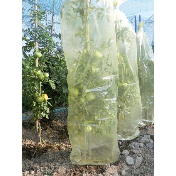 MR. TOMATO 0,60 x 10m